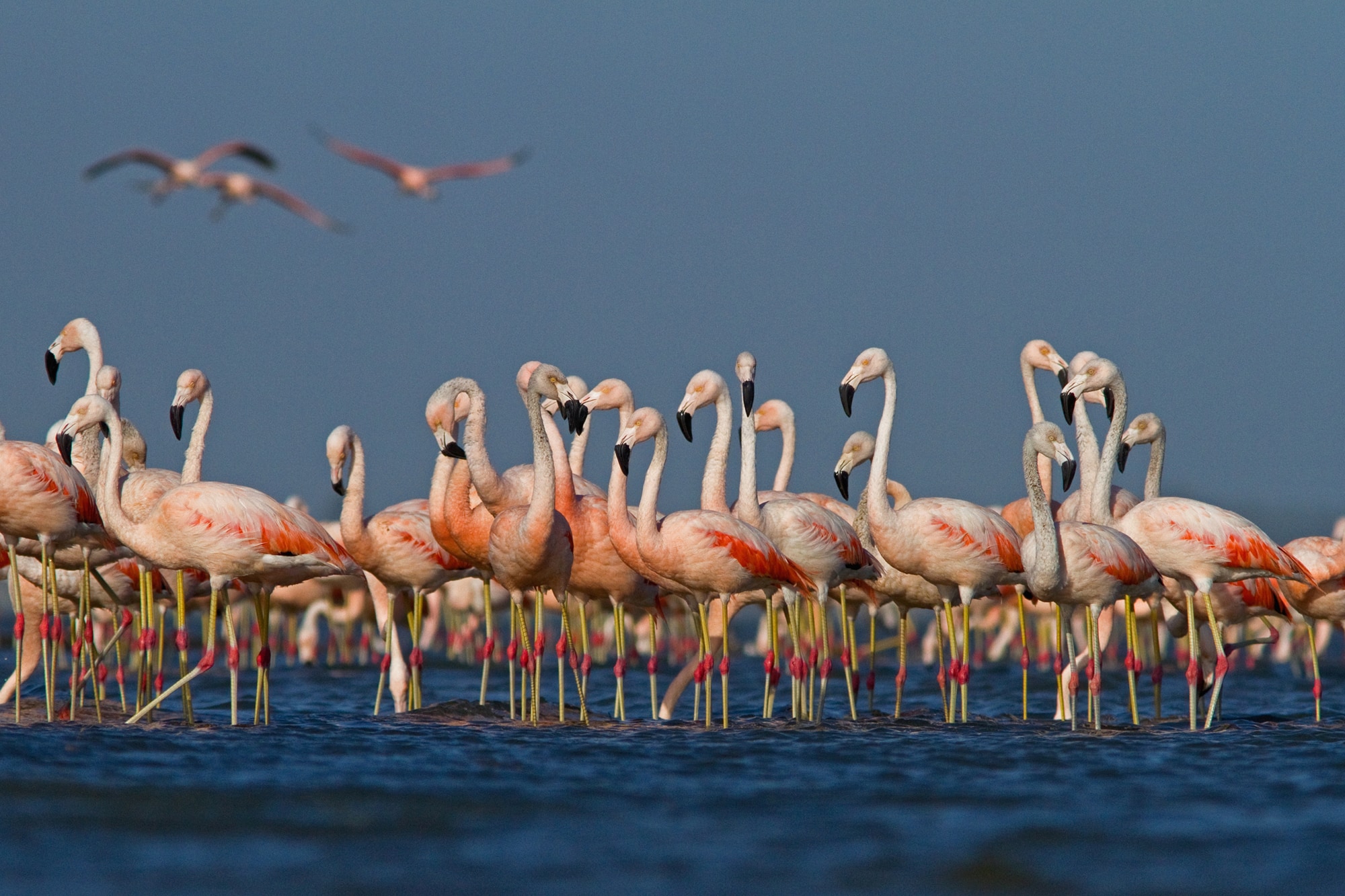 Laguna Brava y Corrientes 2