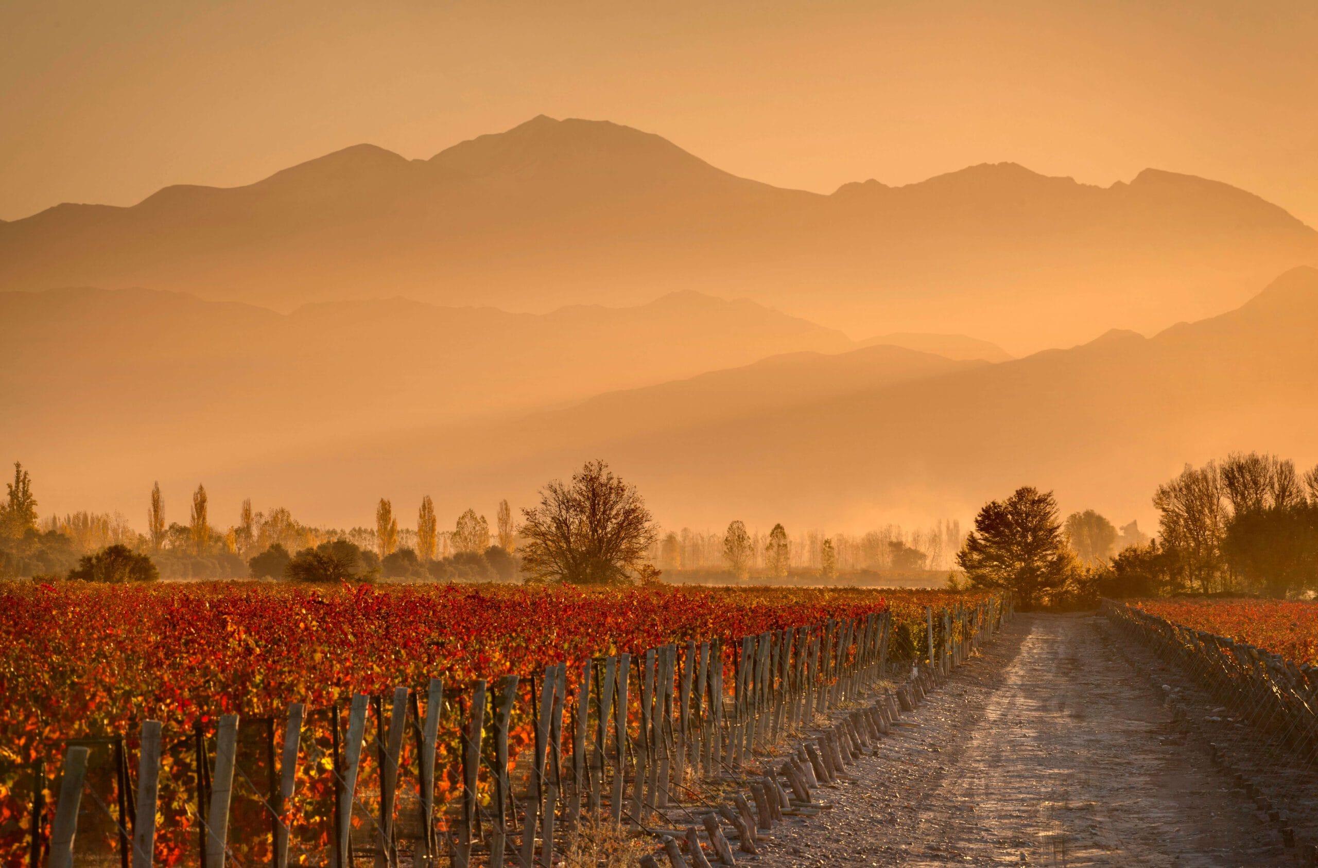 Ruta del Vino