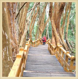 Bosque de Arrayanes + Villa La Angostura 2